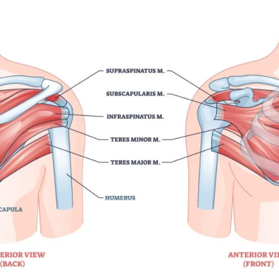 Rotator Cuff